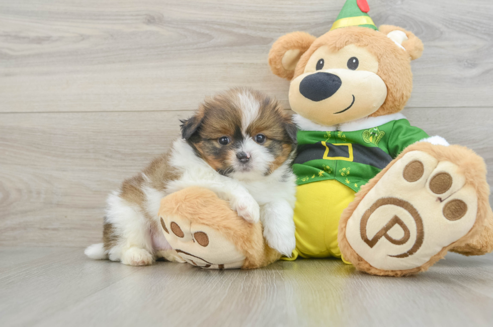 6 week old Shih Pom Puppy For Sale - Puppy Love PR