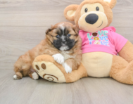6 week old Shih Pom Puppy For Sale - Puppy Love PR