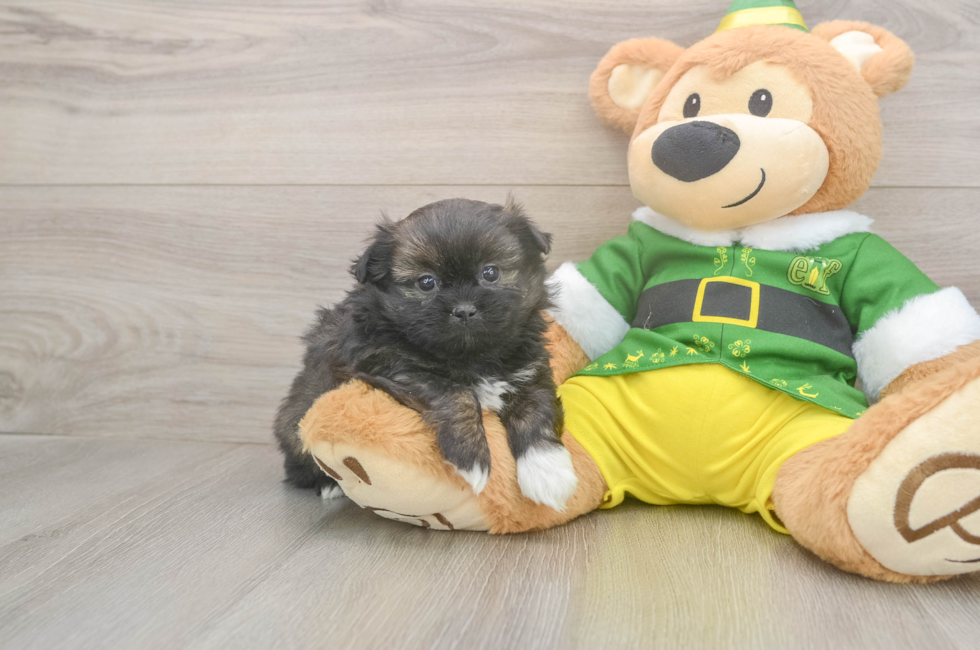 5 week old Shih Pom Puppy For Sale - Puppy Love PR
