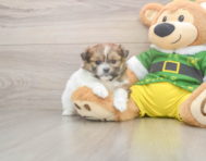 5 week old Shih Pom Puppy For Sale - Puppy Love PR