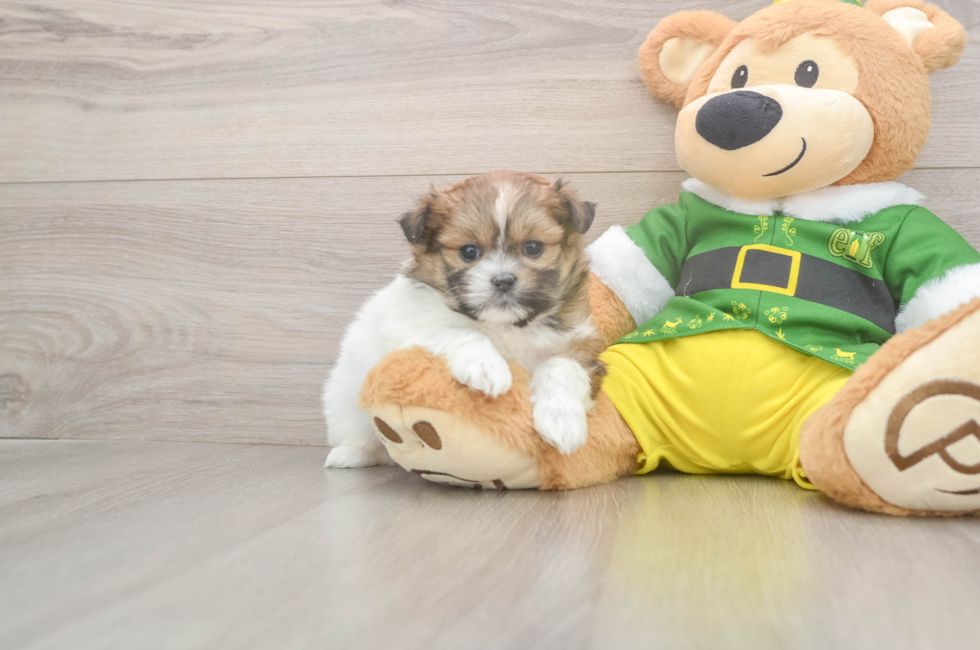5 week old Shih Pom Puppy For Sale - Puppy Love PR