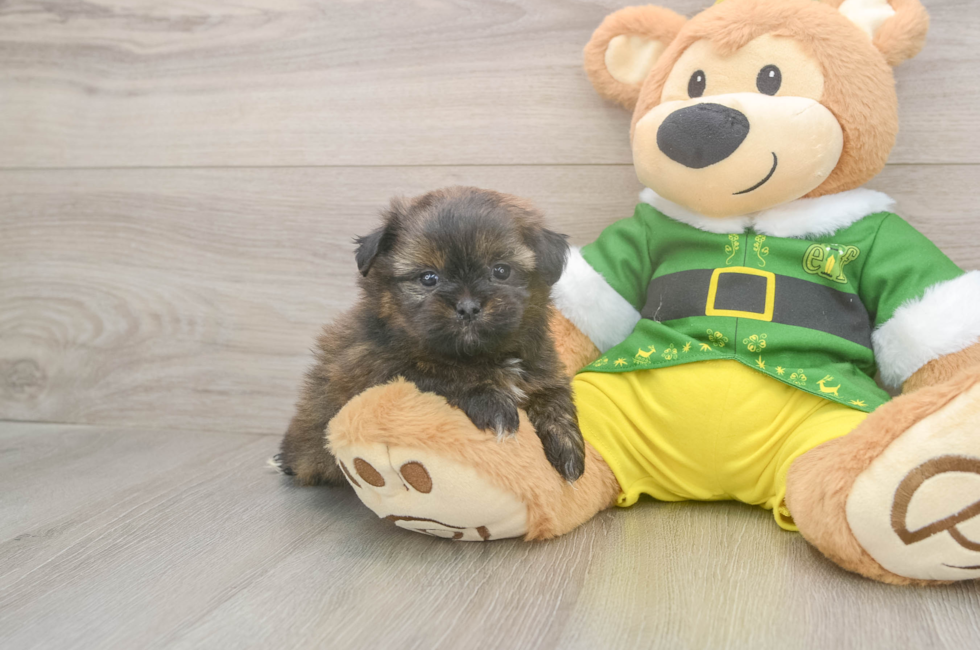 5 week old Shih Pom Puppy For Sale - Puppy Love PR