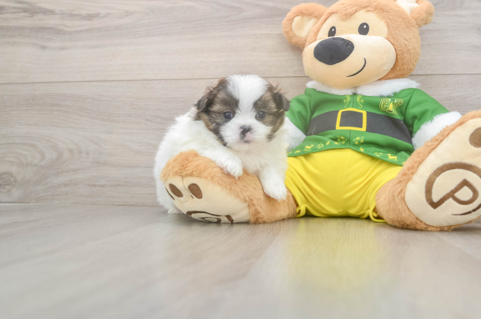 5 week old Shih Pom Puppy For Sale - Puppy Love PR