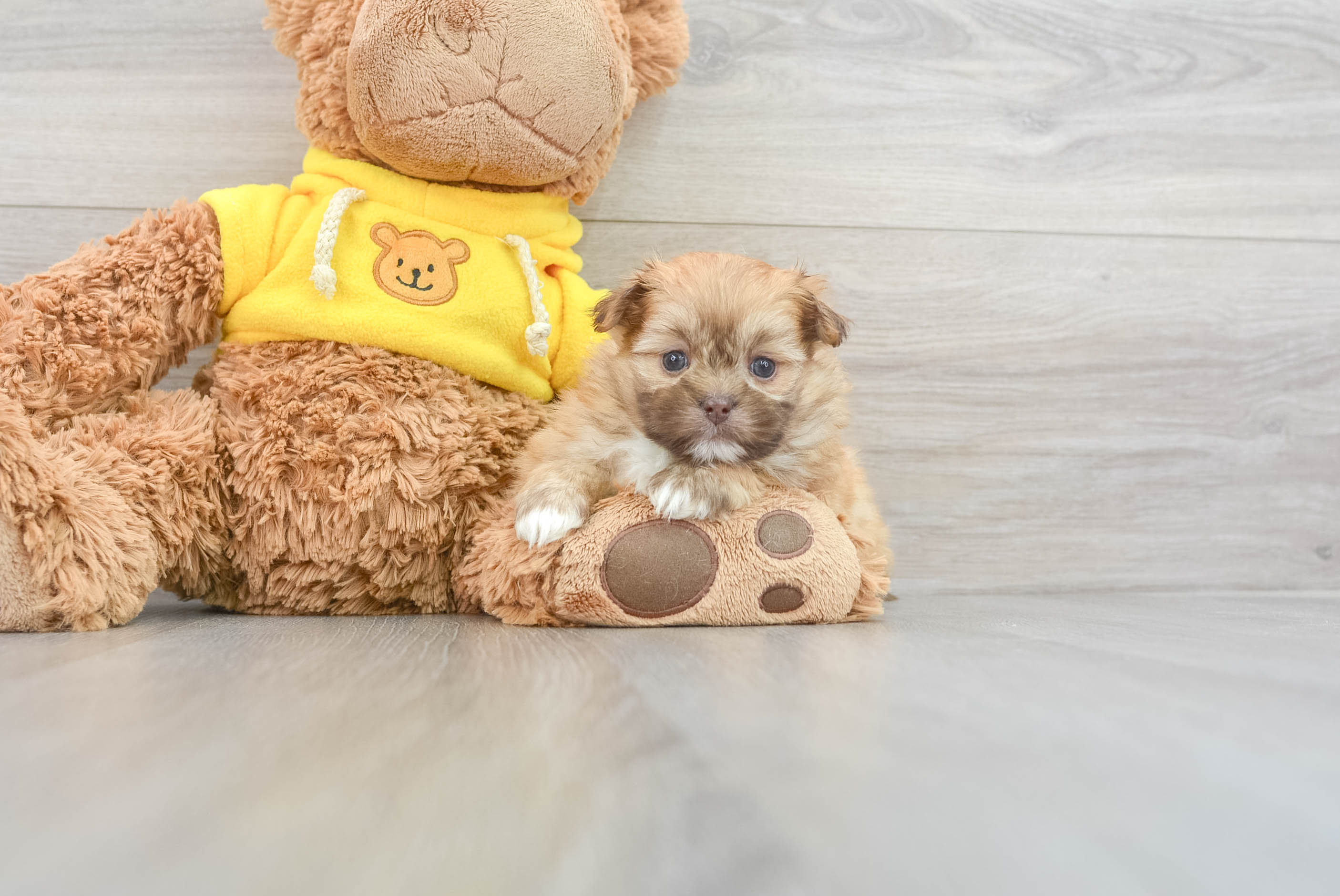 Shih Pom Pup Being Cute
