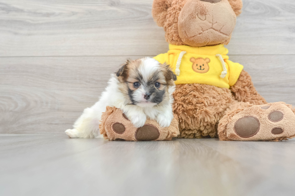5 week old Shih Pom Puppy For Sale - Puppy Love PR