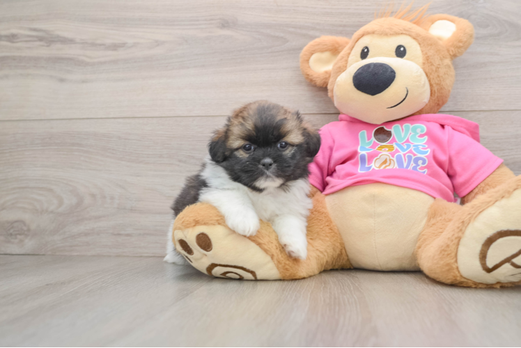 Shih Pom Puppy for Adoption