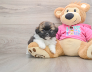 5 week old Shih Pom Puppy For Sale - Puppy Love PR