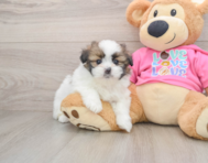 5 week old Shih Pom Puppy For Sale - Puppy Love PR