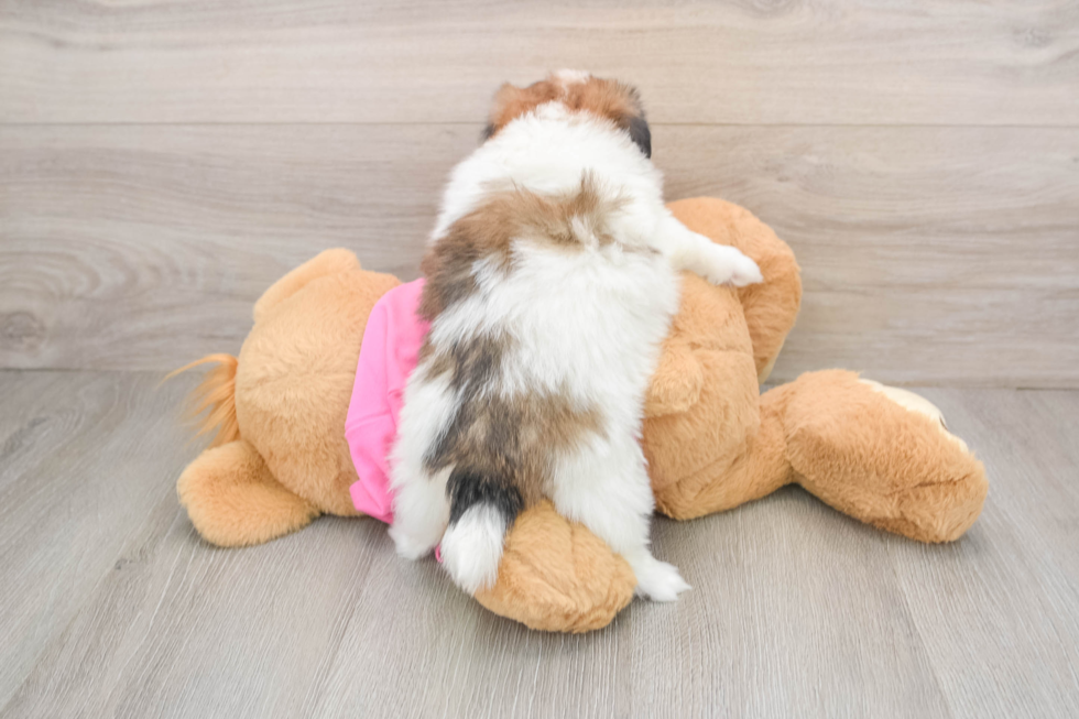 Fluffy Shih Pom Designer Pup