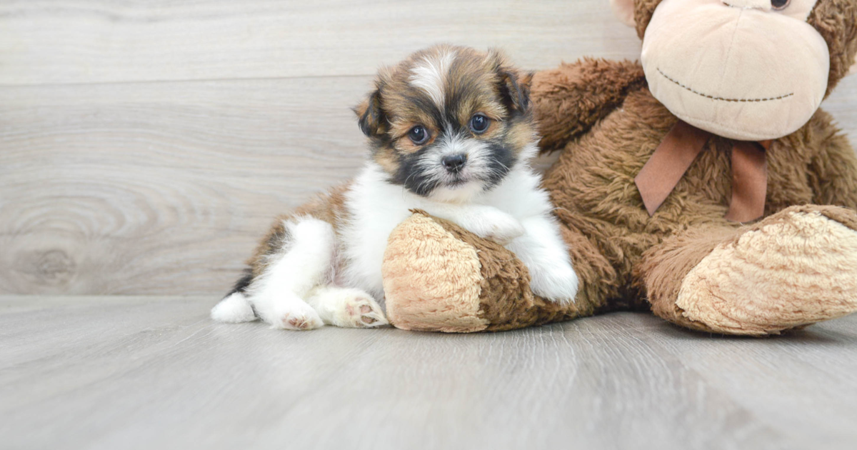 Anyone else's pup love “big dog” toys? : r/Shihtzu