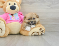 6 week old Shih Pom Puppy For Sale - Puppy Love PR