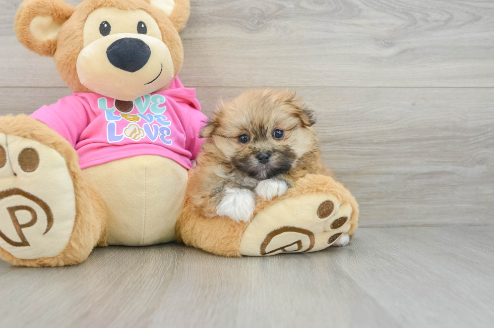 6 week old Shih Pom Puppy For Sale - Puppy Love PR