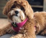Shih Poo Puppies For Sale Puppy Love PR
