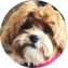 Shih Poo Puppy For Sale - Puppy Love PR