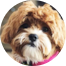 Shih Poo Puppy For Sale - Puppy Love PR