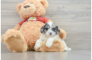 Shih Poo Puppy for Adoption