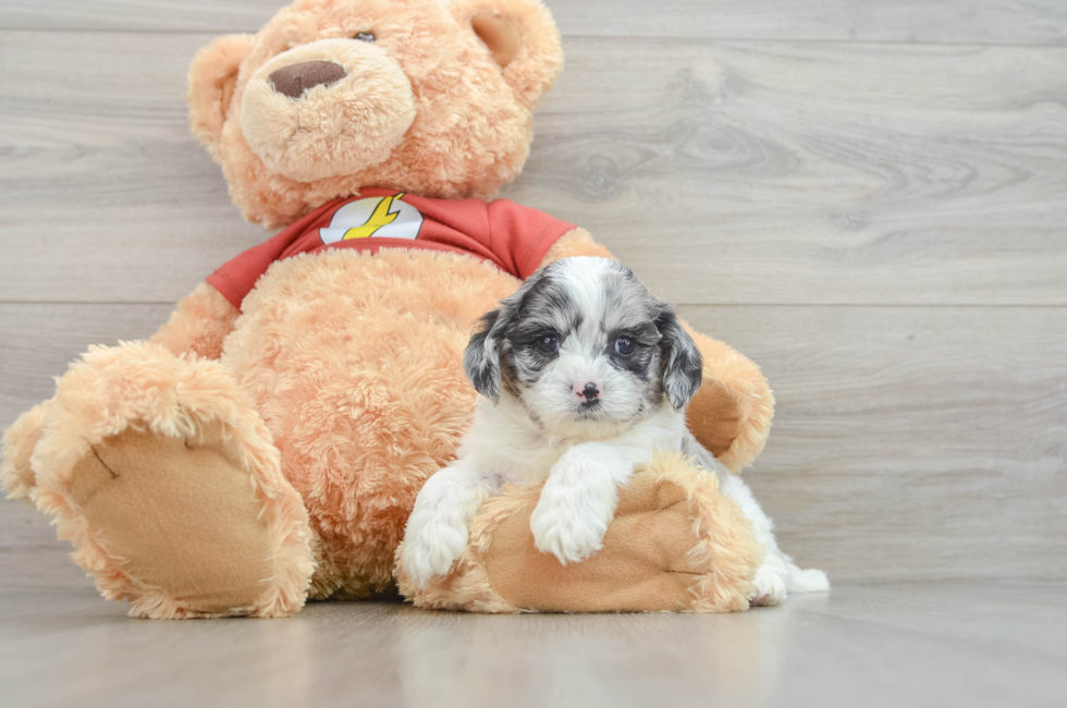 7 week old Shih Poo Puppy For Sale - Puppy Love PR