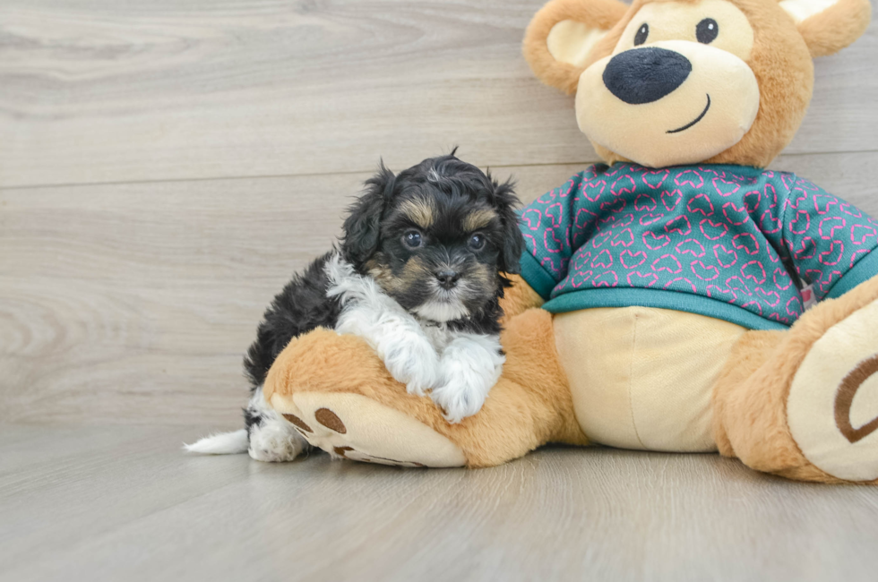 5 week old Shih Poo Puppy For Sale - Puppy Love PR