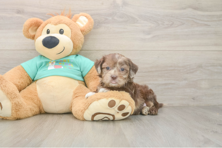Shih Poo Pup Being Cute