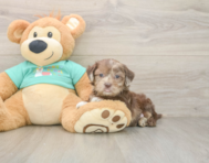 6 week old Shih Poo Puppy For Sale - Puppy Love PR