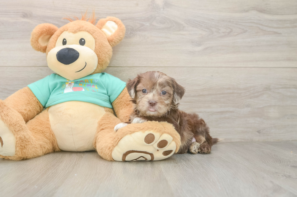 5 week old Shih Poo Puppy For Sale - Puppy Love PR