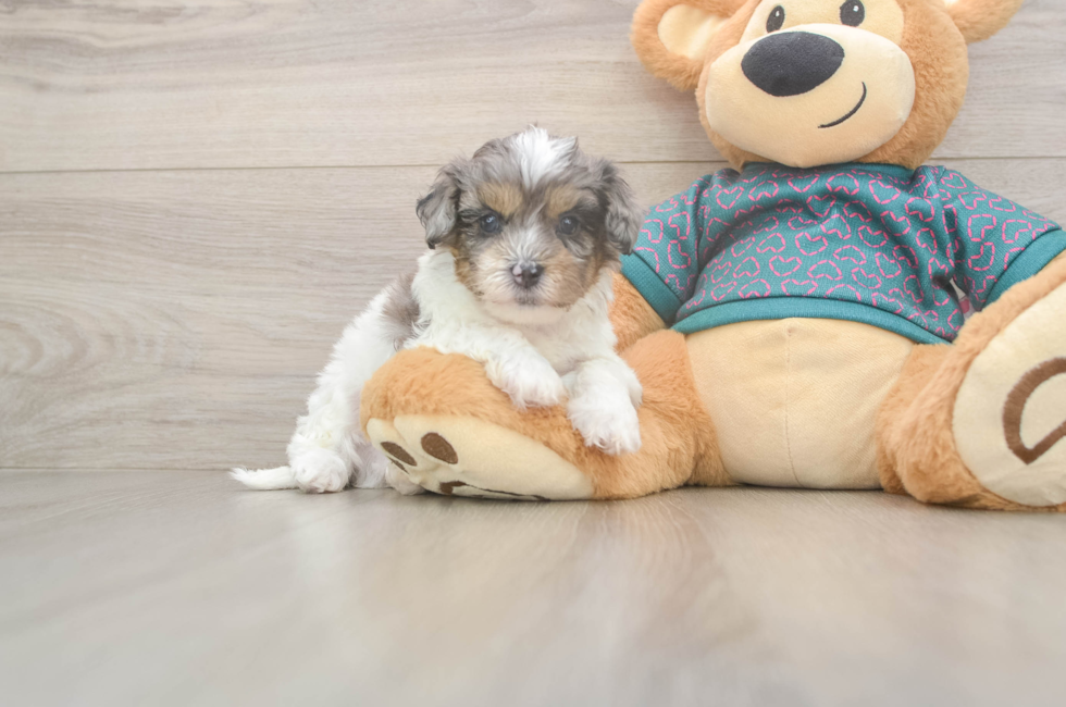 5 week old Shih Poo Puppy For Sale - Puppy Love PR