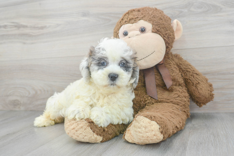 Meet Abbott - our Shih Poo Puppy Photo 1/3 - Puppy Love PR Best Shih Poo Baby