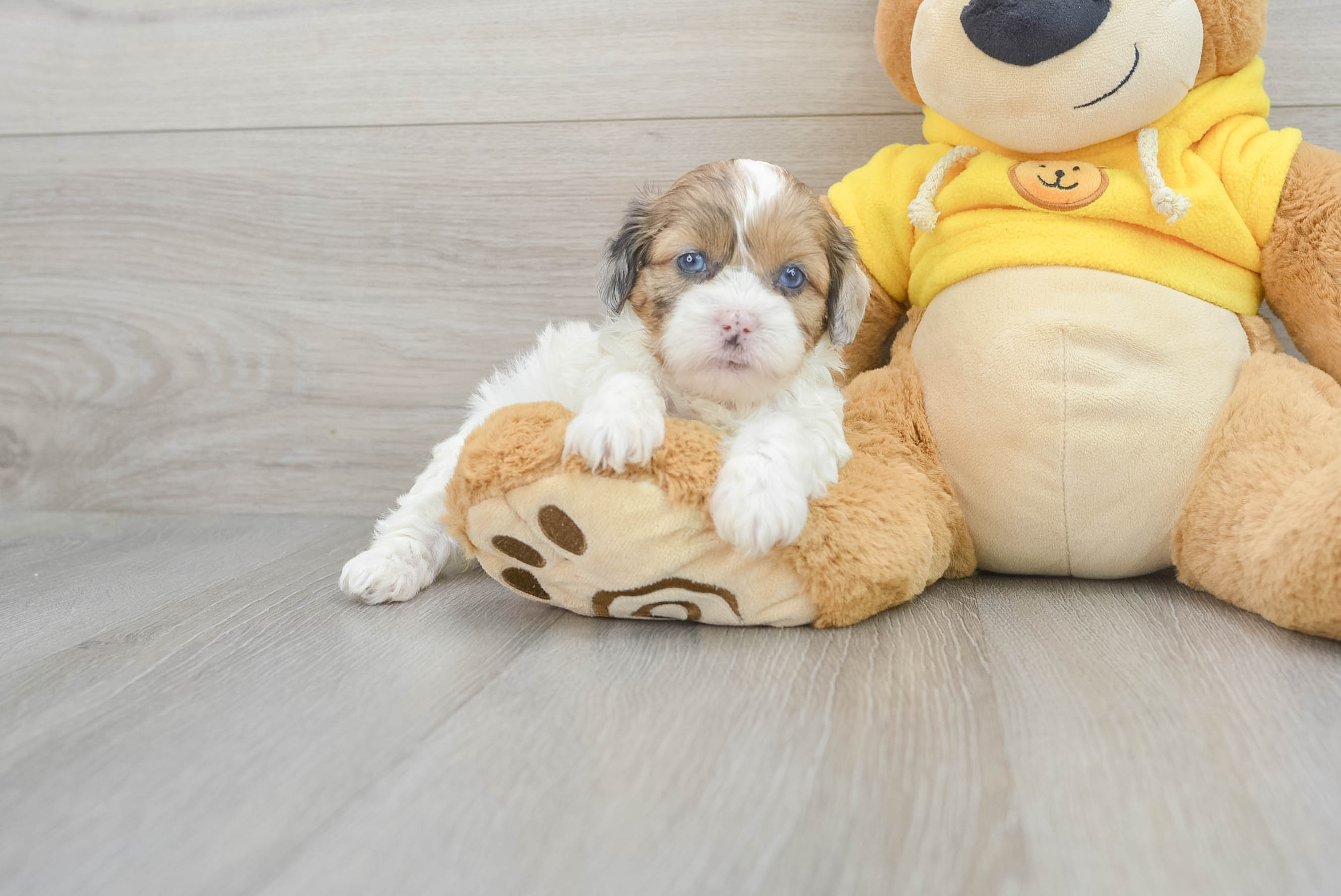 Shih Poo Puppy for Adoption