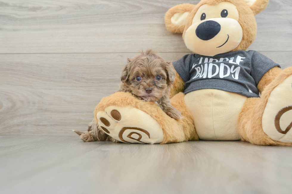 10 week old Shih Poo Puppy For Sale - Puppy Love PR