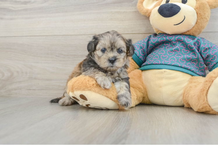 Smart Shih Poo Poodle Mix Pup