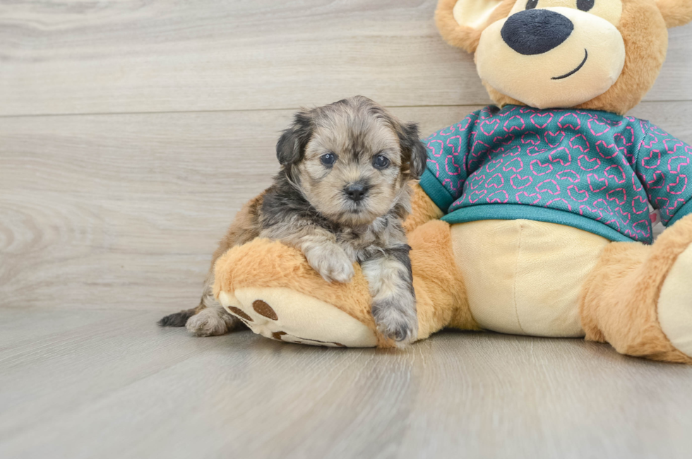 5 week old Shih Poo Puppy For Sale - Puppy Love PR