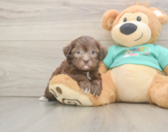 8 week old Shih Poo Puppy For Sale - Puppy Love PR