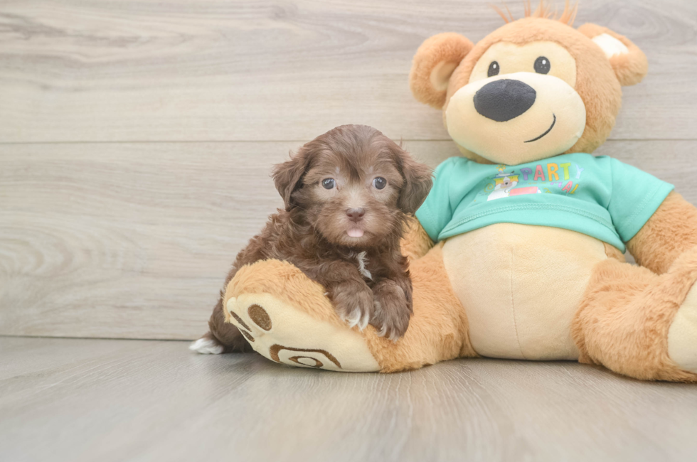 5 week old Shih Poo Puppy For Sale - Puppy Love PR