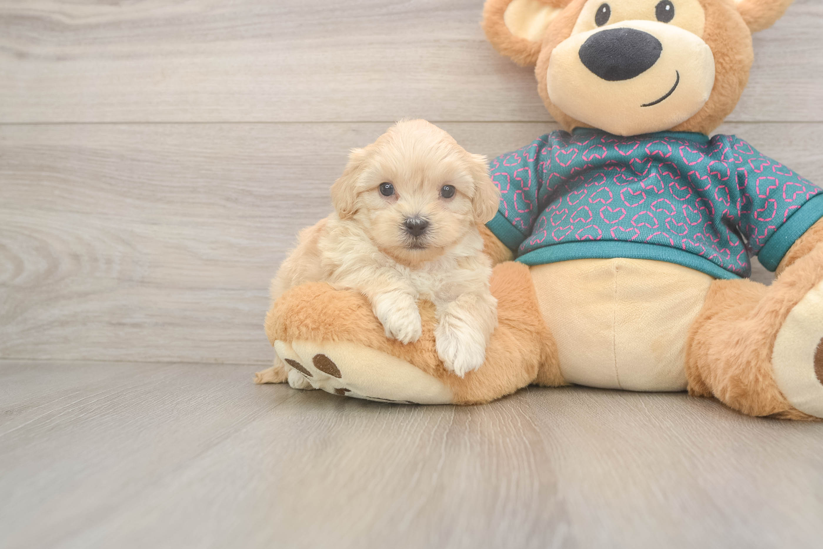 Cute Shih Poo Baby