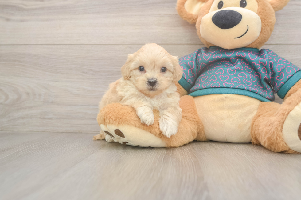 5 week old Shih Poo Puppy For Sale - Puppy Love PR