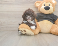 6 week old Shih Poo Puppy For Sale - Puppy Love PR