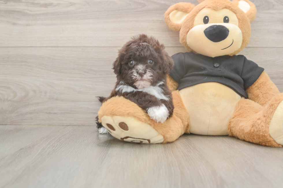 5 week old Shih Poo Puppy For Sale - Puppy Love PR
