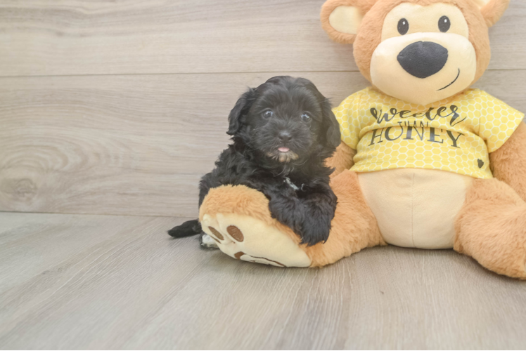 Popular Shih Poo Poodle Mix Pup