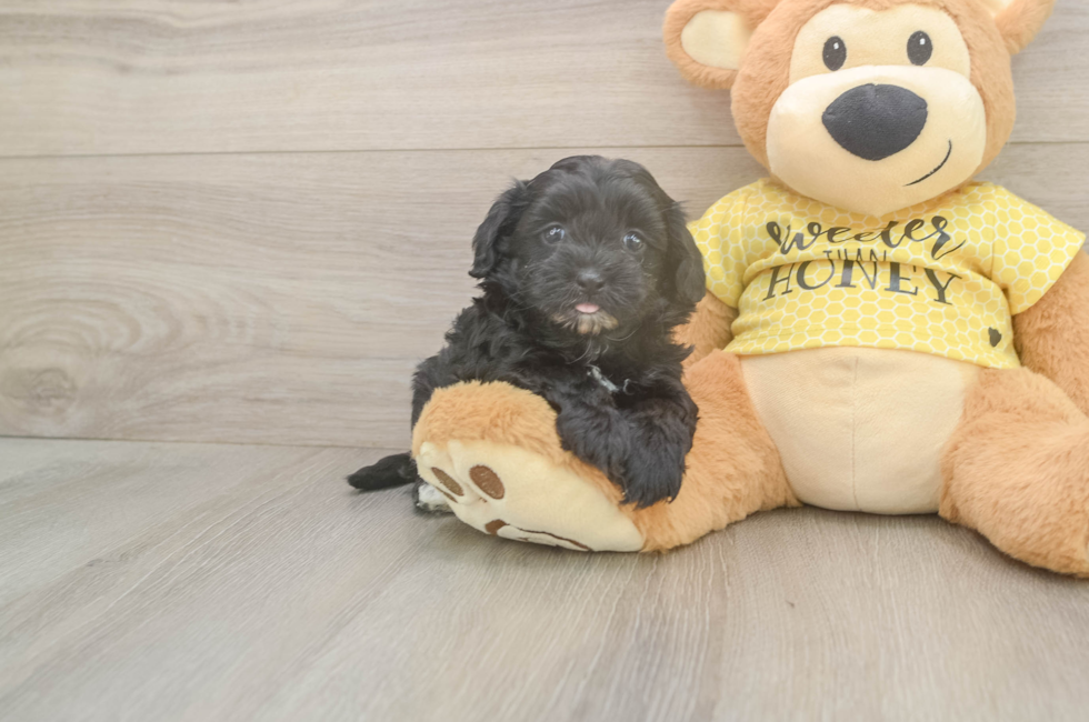 5 week old Shih Poo Puppy For Sale - Puppy Love PR