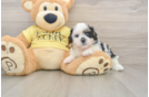 Adorable Shihpoo Poodle Mix Puppy