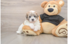 Shih Poo Pup Being Cute