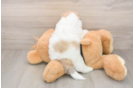 Playful Shih Poo Poodle Mix Puppy