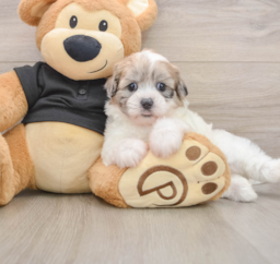 8 week old Shih Poo Puppy For Sale - Puppy Love PR