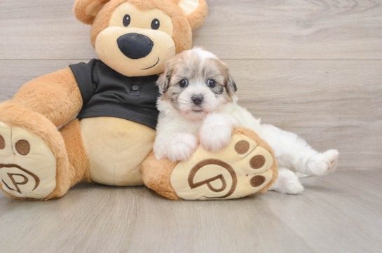 Shih Poo Pup Being Cute