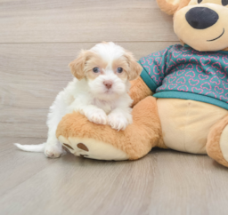 8 week old Shih Poo Puppy For Sale - Puppy Love PR