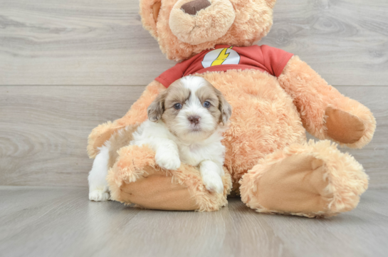 Petite Shih Poo Poodle Mix Pup