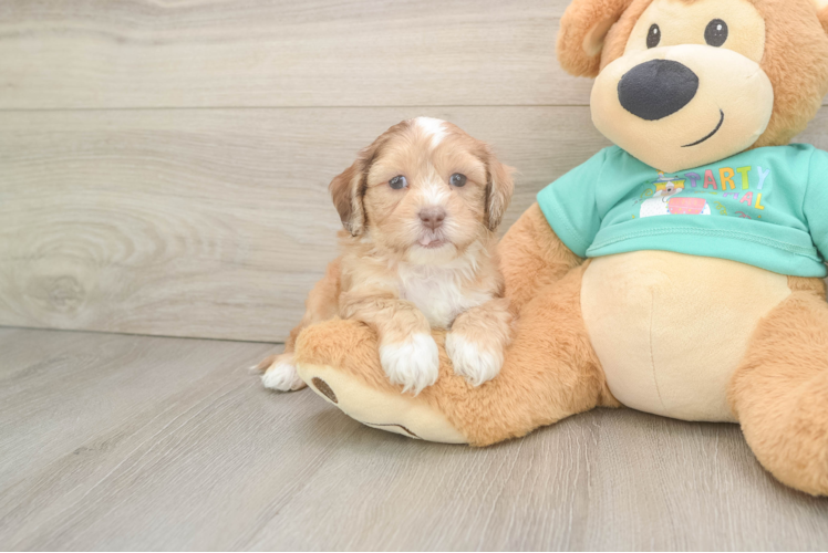 Shih Poo Puppy for Adoption