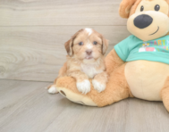 6 week old Shih Poo Puppy For Sale - Puppy Love PR