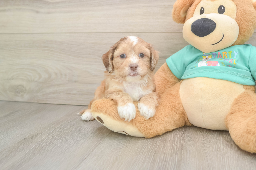 5 week old Shih Poo Puppy For Sale - Puppy Love PR
