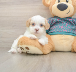 7 week old Shih Poo Puppy For Sale - Puppy Love PR